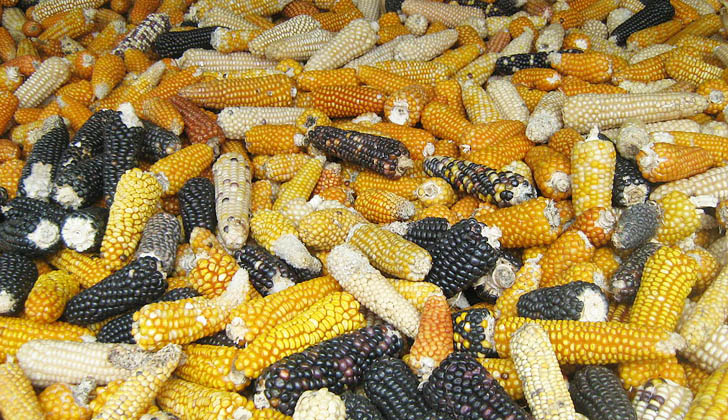 En México se siembra una amplia variedad de tipos de maíz, y ha sido pilar importante de su gastronomía por siglos. Foto: Wikimedia Commons. 