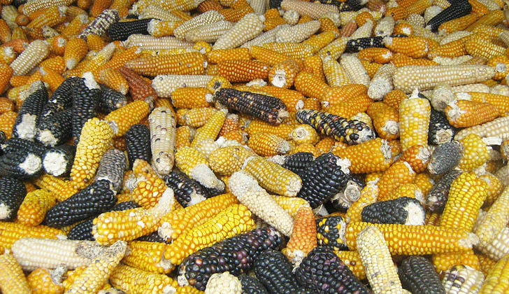 En México se siembra una amplia variedad de tipos de maíz, y ha sido pilar importante de su gastronomía por siglos. Foto: Wikimedia Commons.
