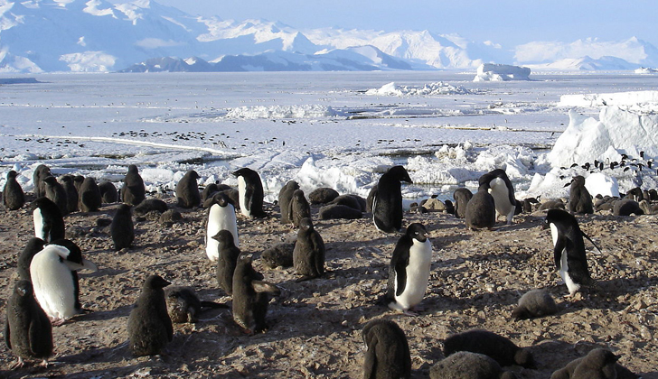 Los pingüinos "Pygoscelis adeliae", según su nombre científico, anidan en las islas subantárticas y el continente antártico. 