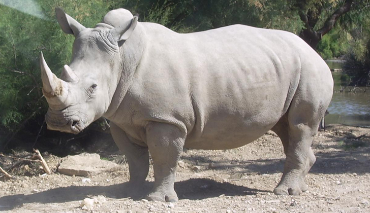 El rinoceronte blanco del norte de África es el más cuestionado: muerta Nola, solamente quedan tres hembras y un macho vivos. 