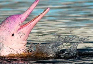 Los delfines rosados de Hong Kong están en riesgo de extinción.