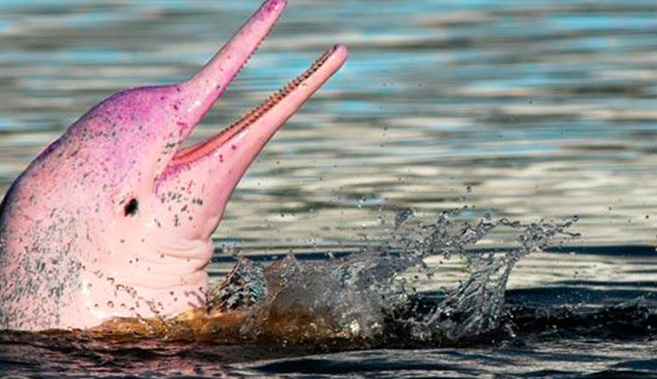 Los delfines rosados de Hong Kong están en riesgo de extinción.