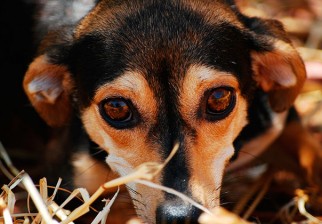 ¿Cómo ayudar a nuestras mascotas frente a la pirotecnia?. Foto: Pixabay