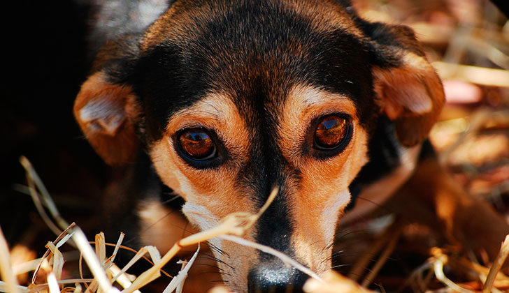 ¿Cómo ayudar a nuestras mascotas frente a la pirotecnia?. Foto: Pixabay