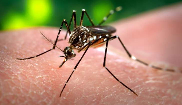Aedes Aegypti, mosquito transmisor del dengue y zika. Foto: Wikimedia Commons. 