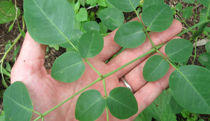 Hojas de moringa.