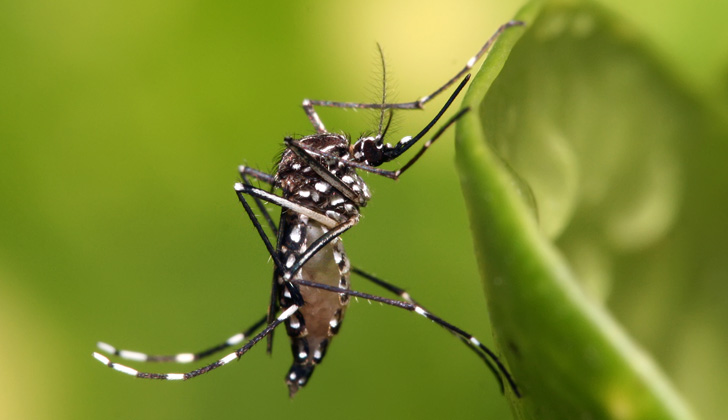 Mosquito Aedes Aegypti. Foto: Wikimedia Commons. 