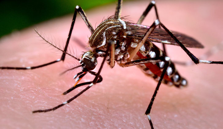 Imagen del fotógrafo biomédico James Gathany, del momento en que una hembra Aedes aegypti se alimenta de sangre humana. 