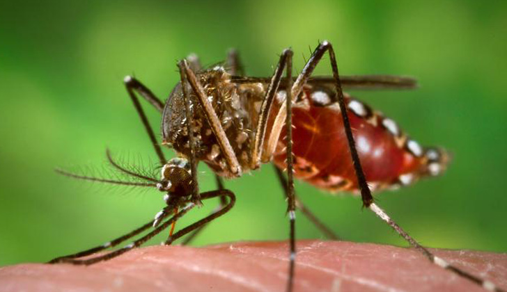 El Aedes Aegypti tiene como característica unas rayas blancas en sus patas, lo que lo diferencia de otros mosquitos. Foto: Wikimedia Commons. 