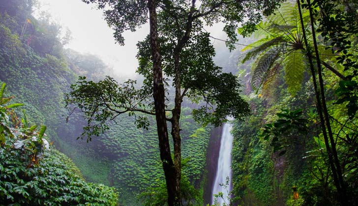 Una catarata en medio del bosque tropical en Costa Rica. La regeneración de los bosques secundarios podría desempeñar un papel crítico en la captura de carbono y la mitigación del cambio climático. Foto: Pexels.