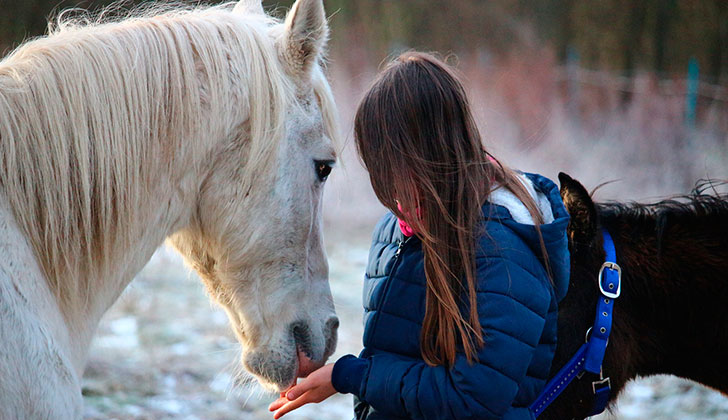 Los caballos reconocen las emociones humanas. Foto: Pixabay