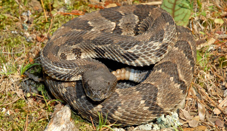 Serpiente "crotalus horridus". Foto: calphotos.berkeley.edu. 