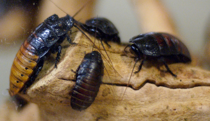 Las cucarachas también resisten altos niveles de radiactividad, debido a su alta capacidad de reparación enzimática. Foto: Jeff Kubina. 
