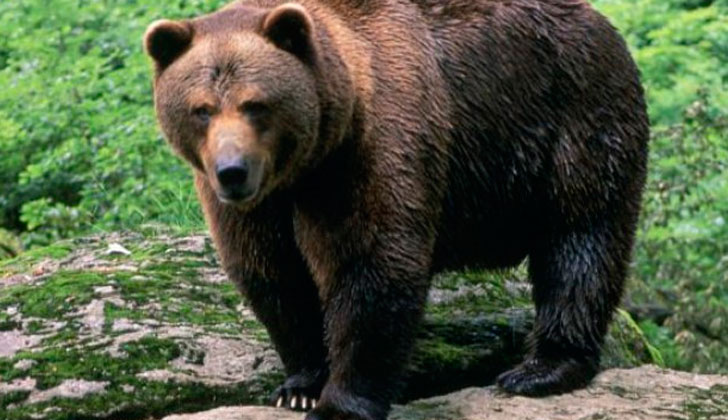 Los osos de España han dejado de hibernar y la ciencia se pregunta si es por el cambio climático o por exceso de alimentación.