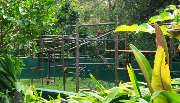 A pesar de que los recintos y jaulas donde están confinados los animales toda su vida, estos zoológicos en Costa Rica cumplen con las normas internacionales. Foto: Zoológico Simón Bolívar en San José, Costa Rica. 