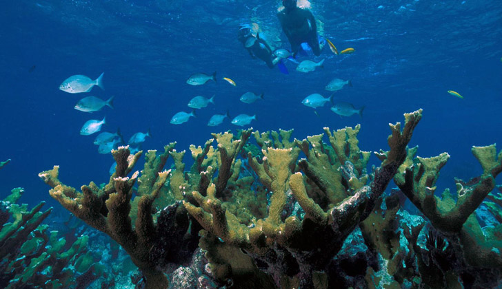 Corales en el Parque Nacional Bahía Vizcaíno, en Miami. Foto: Wikimedia Commons. 
