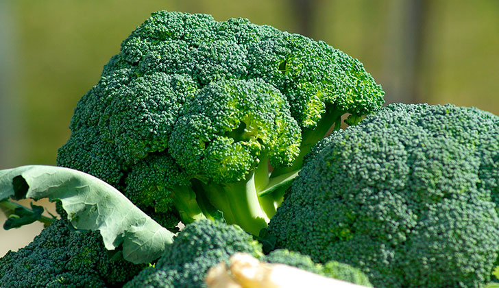 Más razones para consumir brócoli. Foto: Pixabay