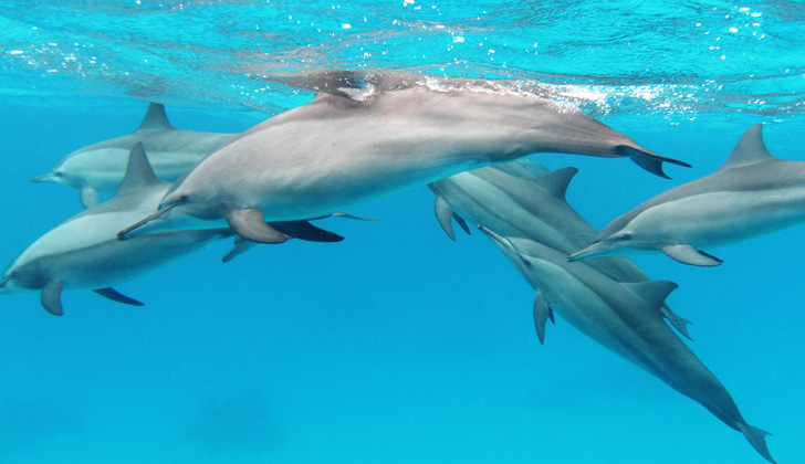 Una manada de delfines giradores (o acróbatas de hocico largo) nadan en mar abierto. Foto: Wikimedia Commons.