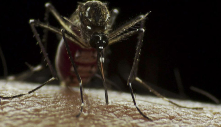 Mosquito aedes aegypti. Foto: Sanofi Pasteur.