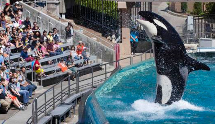 SeaWorld anunció el fin de los espectáculos con orcas.
