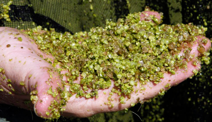 Investigan un alga australiana como biocombustible para aviones. Foto: EFE VERDE