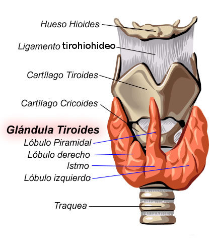 Anatomía de la tiroides. Foto: Wikimedia Commons. 