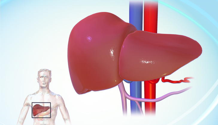 Imagen representativa de un hígado saludable. Foto: Wikimedia Commons. 