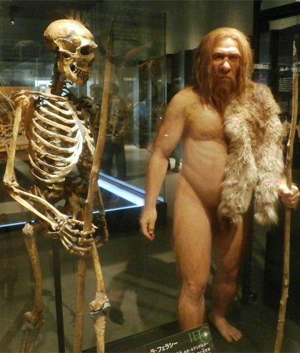Esqueleto y representación del hombre de Neandertal, en el Museo de Historia Natural de EE.UU. Foto: Wikimedia Commons. 