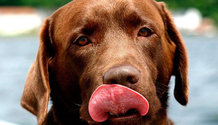 La mutación de un gen sería la causa de que los perros labradores tengan obsesión por la comida. Foto: Pixabay