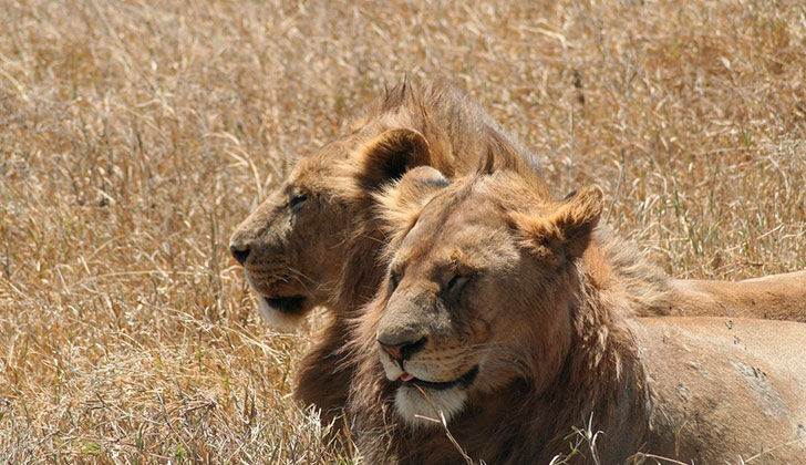 33 leones rescatados de circos de Sudamérica fueron liberados en Sudáfrica  Foto: Ilustrativa Pixabay