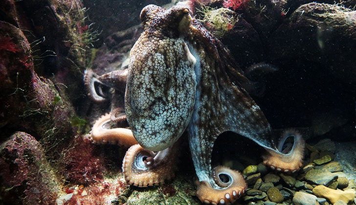 "Octopus Vulgaris", o "Pulpo Común". Foto: Pixabay. 