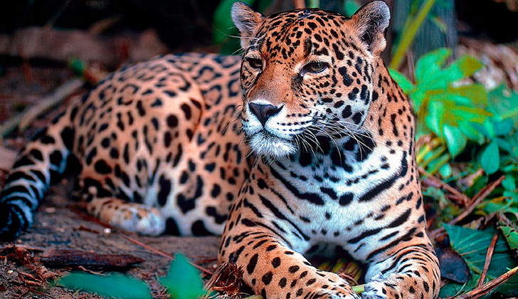 Día Mundial del Medio Ambiente 2016 propone luchar contra el comercio ilícito de fauna y flora silvestre . Foto: Pixabay