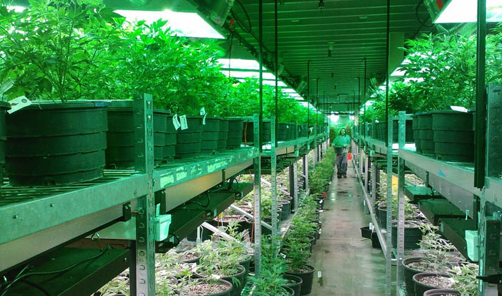 Un invernadero dedicado exclusivamente a cultivar marihuana en el estado de Colorado, Estados Unidos. Foto: Pixabay.