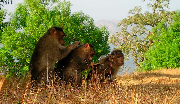 Los monos, al igual que los humanos, reducen su círculo de amistades a medida que envejecen. Foto: Pixabay