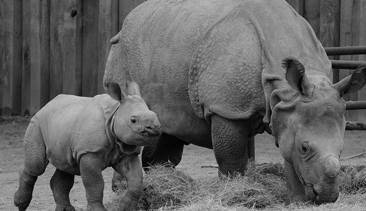 Proponen crear una reserva de rinocerontes en Australia para salvarlos de la caza furtiva. Foto: Pixabay