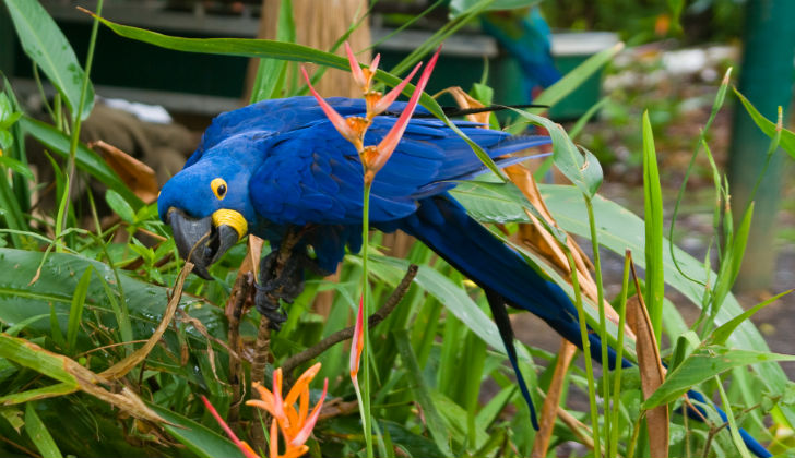 Brasil presentó un programa para devolver al guacamayo azul a su hábitat natural.