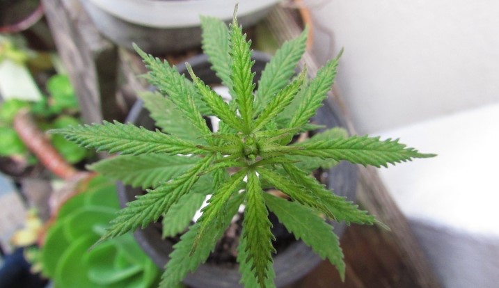 Planta de cannabis sativa. Foto: Wikimedia Commons. 