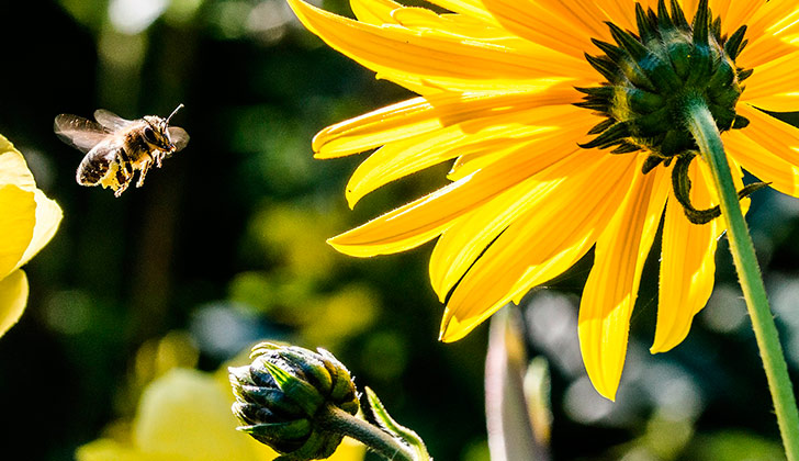 Un insecticida común mataría hasta un 40% de los espermatozoides en las abejas, lo que explicaría la disminución de su población. Foto: Pixabay