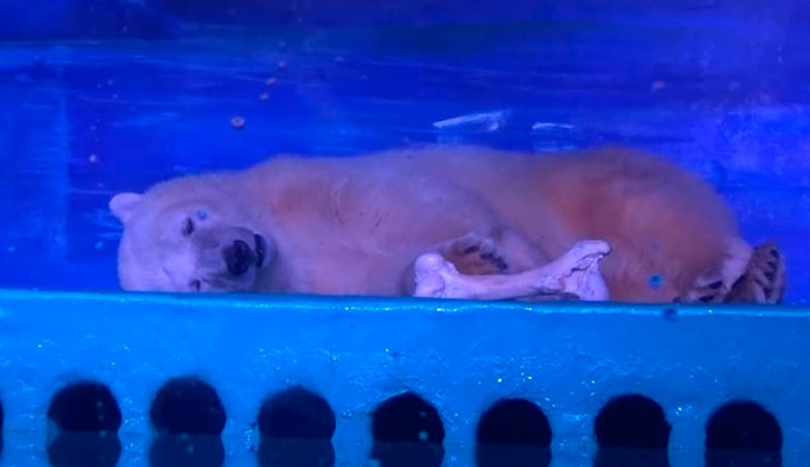 Pizza, el oso polar que vive en un centro comercial de China.