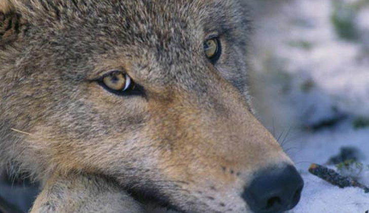 Canis Lupus, nombre científico de los lobos. Foto: Wikimedia Commons. 