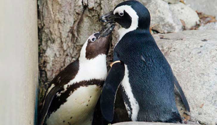 Pingüinos africanos en peligro de extinción