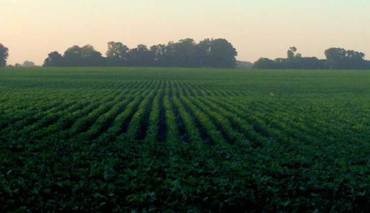 El área sembrada con soja en Uruguay se redujo casi 15% en la zafra 2015-2016.. Foto  ilustrativa Wiki Commons 
