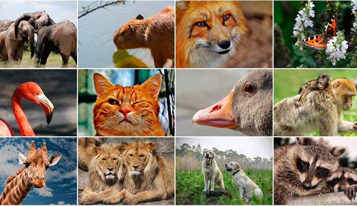 ¡Feliz día a nuestros mejores amigos, los animales!. Foto: Pixabay