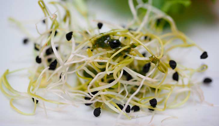 Alfalfa, una hierba con propiedades medicinales . Foto: Pixabay