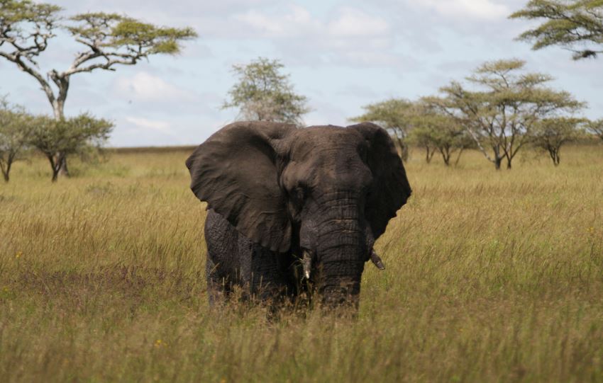 Elefante africano en el Parque Nacional Serenguetti, Tanzania. Foto: Flickr/CalleVH.
