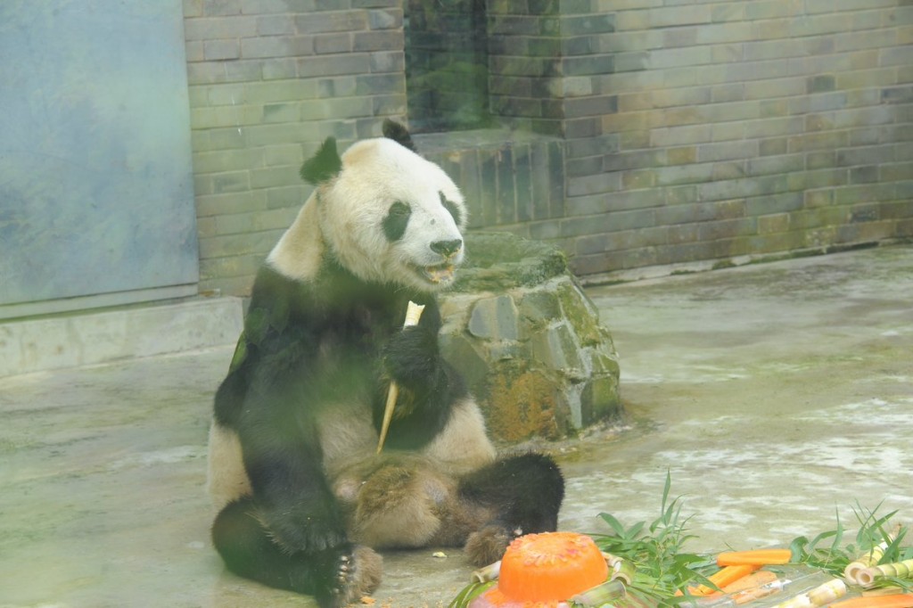 panpan panda