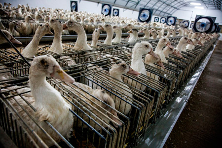 Los patos para producir foie gras viven toda su vida en una jaula que mide lo mismo que su cuerpo. Foto: igualdadanimal.org.