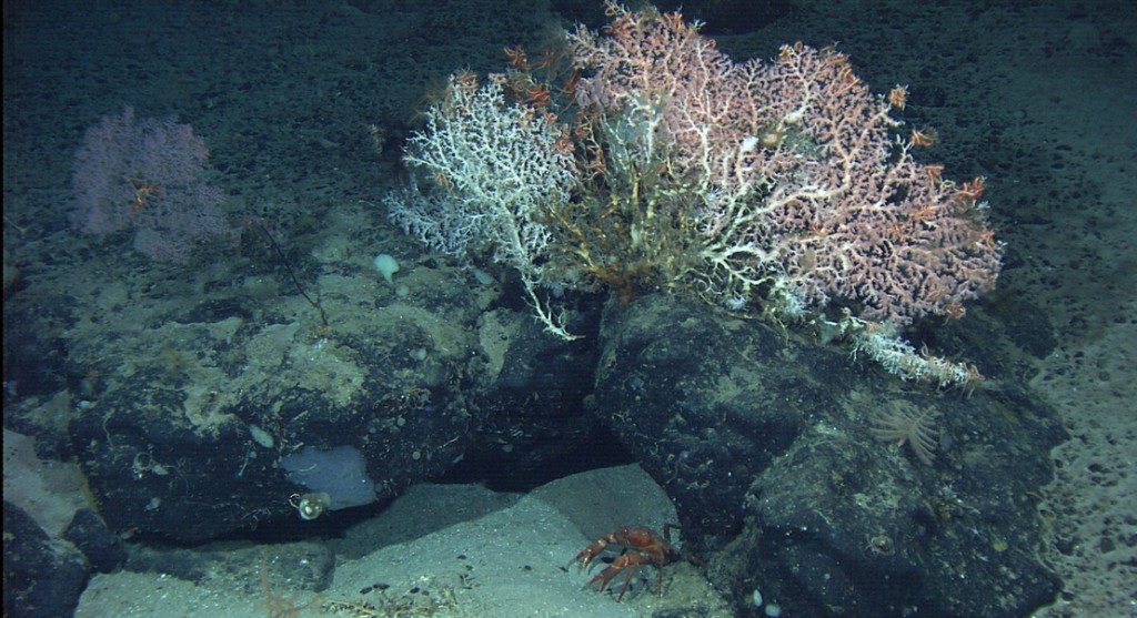 Un coral blanqueado por exceso de calcificación. Foto: NOAA. 