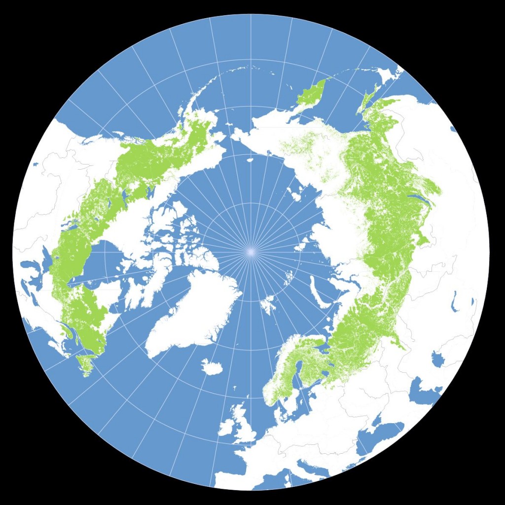 Los bosques boreales forman un anillo alrededor del Polo Norte. Foto: Greenpeace. 