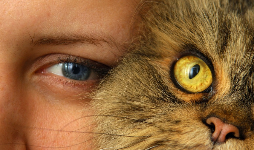 El ronroneo de los gatos puede ayudar a reducir la ansiedad y la presión arterial. Foto: Pixabay. 